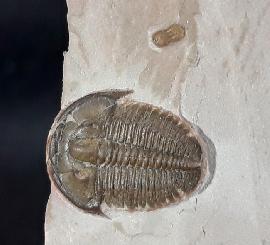 Trilobiten - USA - Elrathia kingii (MEEK 1870) & Peronopsis interstricta (WHITE 1874)